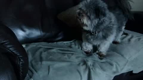 66bear online show from 12.22.24