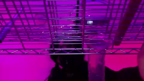 Snapshot of _natasha_diavolo_xxx chatting on 12.25.24 Natasha Diavolo online show from 12.25.24