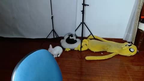 _the_dark_side_of_the_moon_ online show from 03.19.26