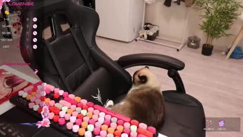 Alis online show from 12.15.25