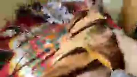 Aachujos online show from 06.12.26