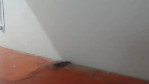 Snapshot of alexamdergal chatting on 03.06.26 Alexamdergal online show from 03.06.26