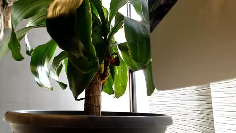 Snapshot of alexanddani chatting on 01.11.25 Alex Dani online show from 01.11.25