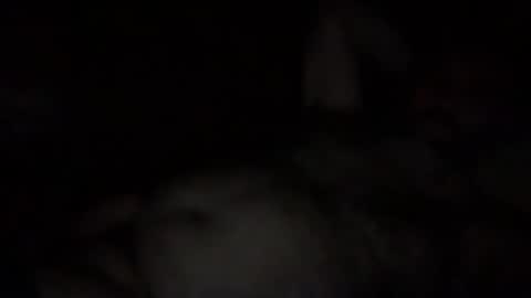 Snapshot of alfali chatting on 12.03.25 alfali online show from 12.03.25