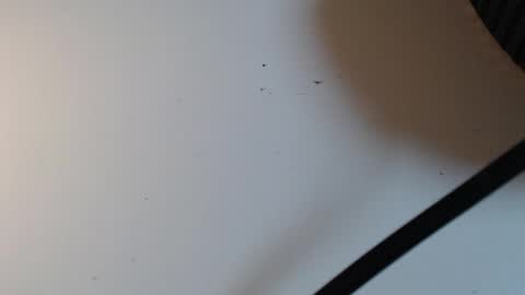 Alid 17 online show from 02.16.26