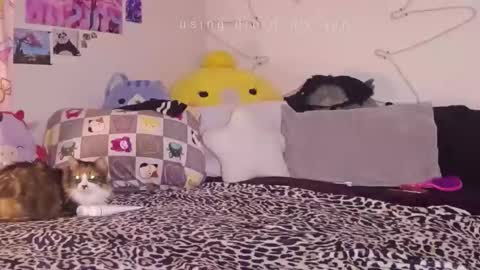 Snapshot of amia_mia chatting on 01.14.26 amia mia online show from 01.14.26