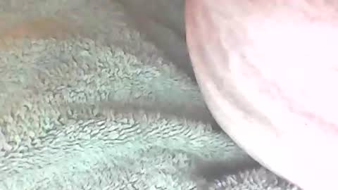 analhunter33 online show from 02.06.25