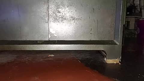 anis4551 online show from 03.16.26