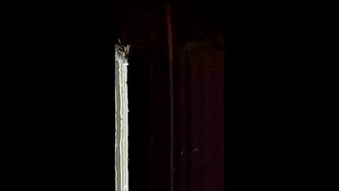 antony1495 online show from 02.04.26