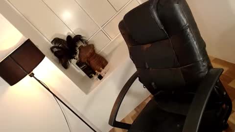 ARABELLA online show from 04.01.26