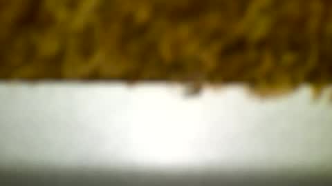 Carlos online show from 12.19.24