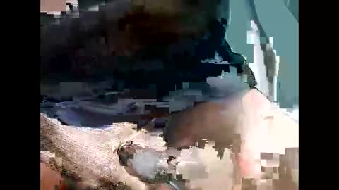 bbcbrazilianboy online show from 09.28.25