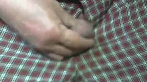  Reservoir Dogs online show from 10.31.25