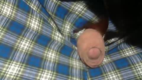  Reservoir Dogs online show from 11.02.25