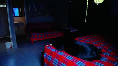 Black Panther online show from 05.01.26