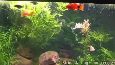 Booker Baxton online show from 12.10.24