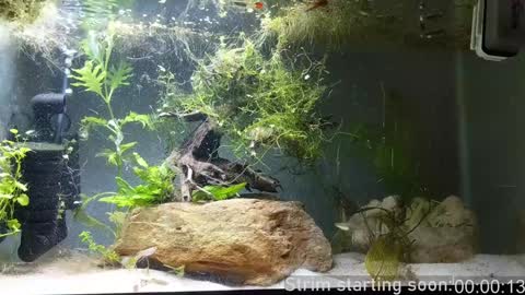 Booker Baxton online show from 12.24.24