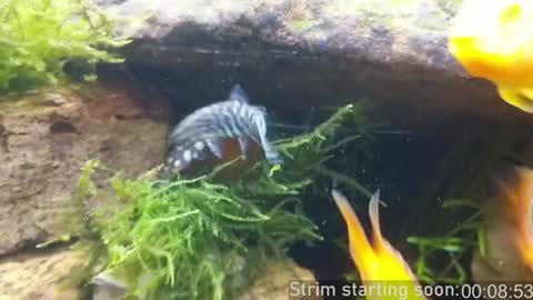 Booker Baxton online show from 01.10.25