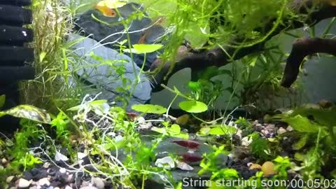 Booker Baxton online show from 01.17.25