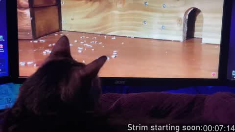 Booker Baxton online show from 02.13.25