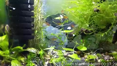 Booker Baxton online show from 11.23.25