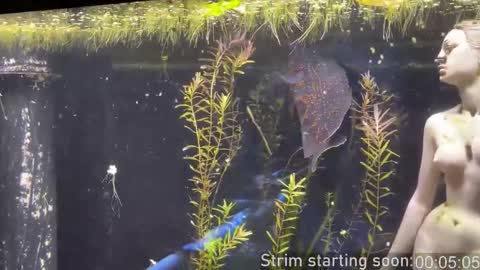 Booker Baxton online show from 01.11.26