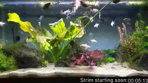 Booker Baxton online show from 01.15.26