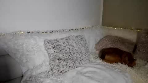 brianadiamondxxx online show from 02.10.26