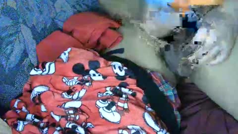 7777 online show from 03.04.25