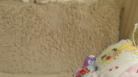 say meow and send tip  online show from 12.26.24