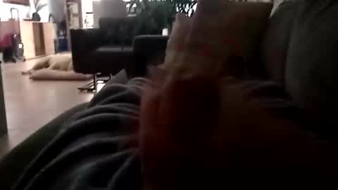 carlitito1 online show from 11.23.25