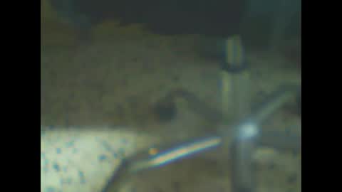 Snapshot of castells chatting on 02.10.26 castells online show from 02.10.26