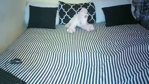 amani online show from 01.04.25