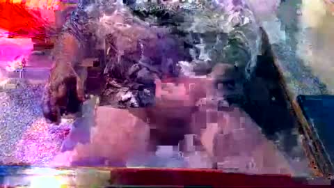 dabaatendae online show from 02.02.25