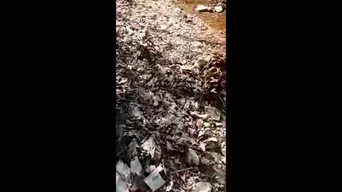 Snapshot of dairoldi chatting on 03.21.26 dairoldi online show from 03.21.26