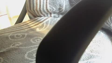 Dammerl online show from 01.28.25