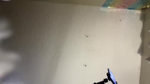 Dani Dragon online show from 02.08.25