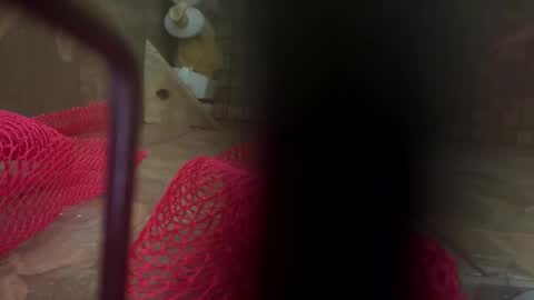 dankcock69420 online show from 11.17.25