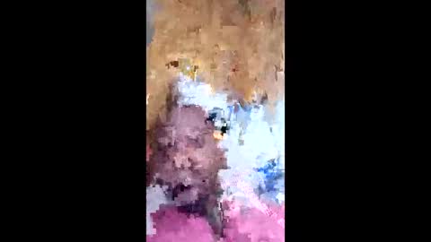 dawgshort858 online show from 05.07.26