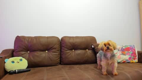 Snapshot of devinesex chatting on 02.20.25 Misha online show from 02.20.25