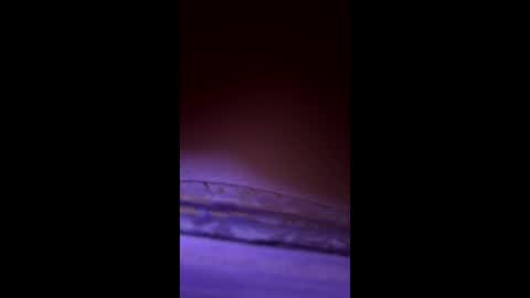 Snapshot of divorcedsissyhusband chatting on 03.23.26 divorcedsissyhusband online show from 03.23.26