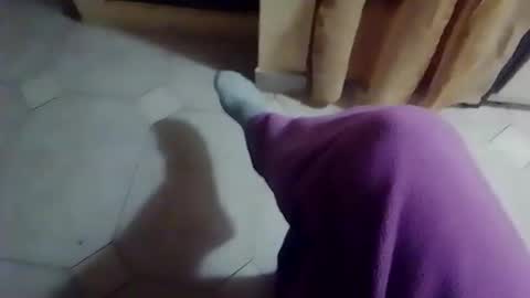 dthedog12 online show from 02.19.26