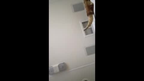 dtrain6969420 online show from 02.03.26