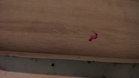 dylanroyce_ online show from 04.01.26