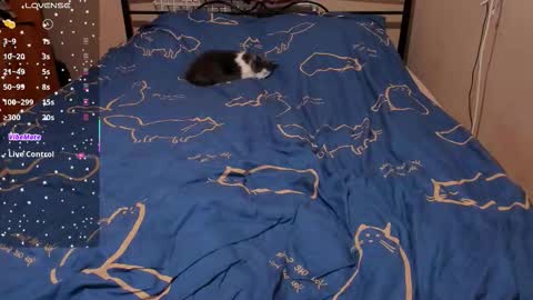 Eva online show from 02.27.26