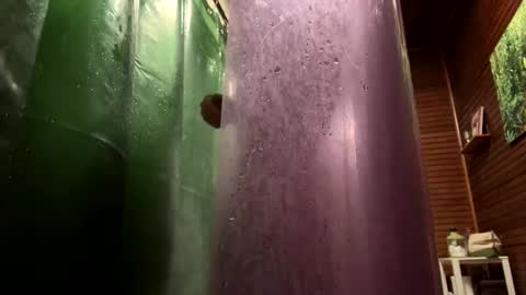 Forest online show from 01.23.25