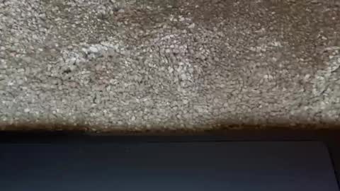 athena online show from 03.31.26