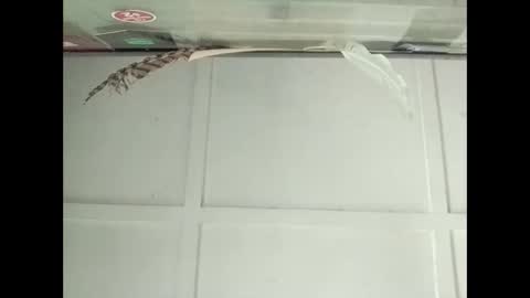 Snapshot of fucmebudoo chatting on 10.27.25 Warwick online show from 10.27.25