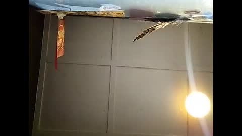 Snapshot of fucmebudoo chatting on 11.23.25 Warwick online show from 11.23.25