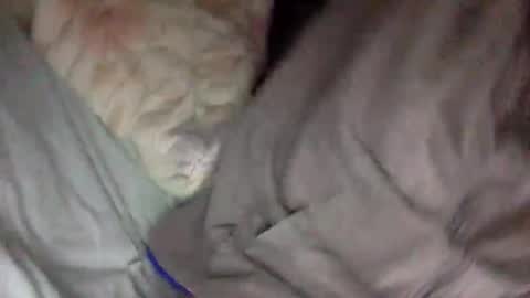 futurefux online show from 02.16.26